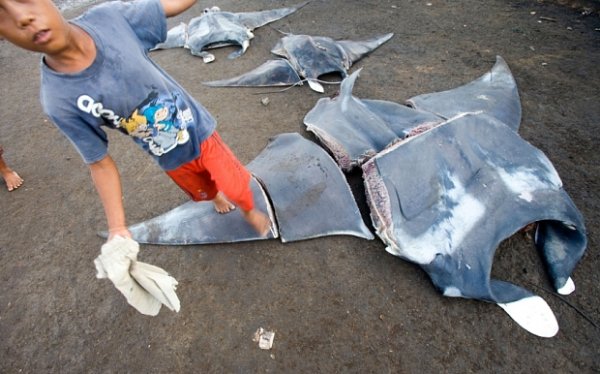 "Racing Extinction"