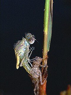 Insects 056
