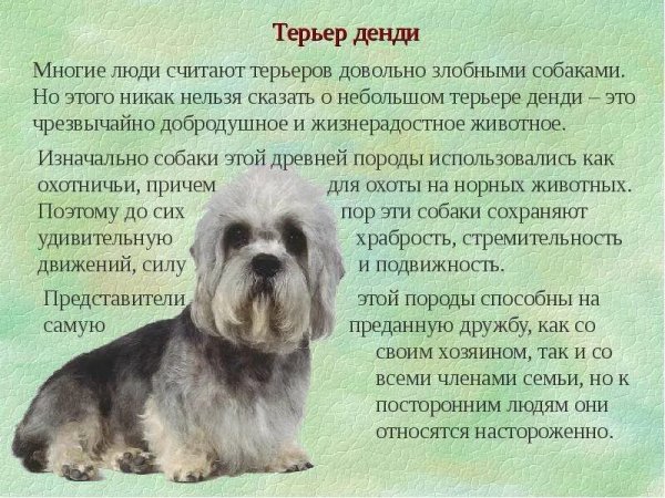 Терьер денди