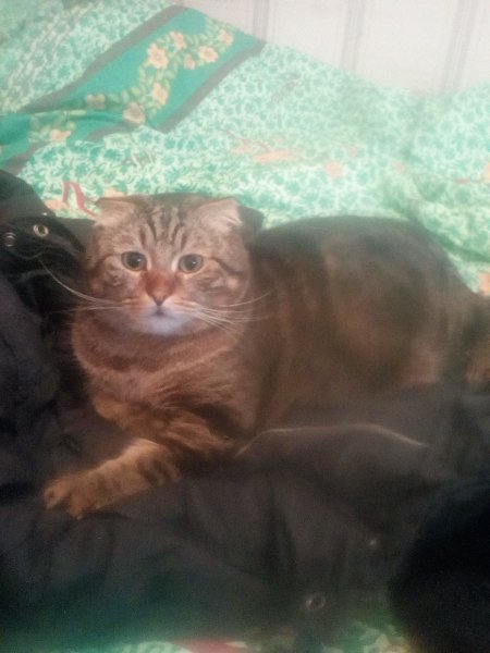 Моя кошара
