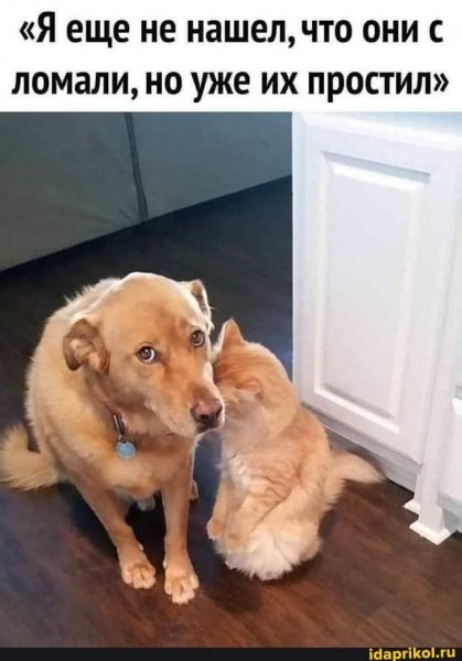 Но уже их простил