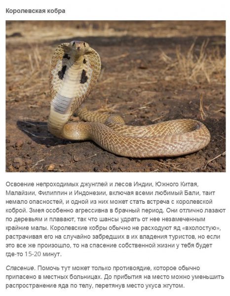 Королевская кобра