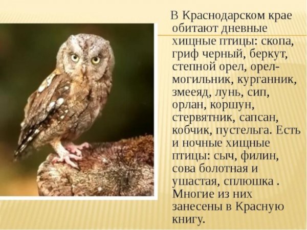 Хищные птицы