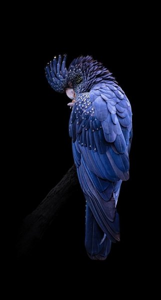 Арт Природа