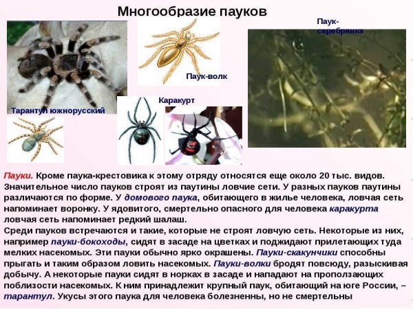 Многообразие пауков