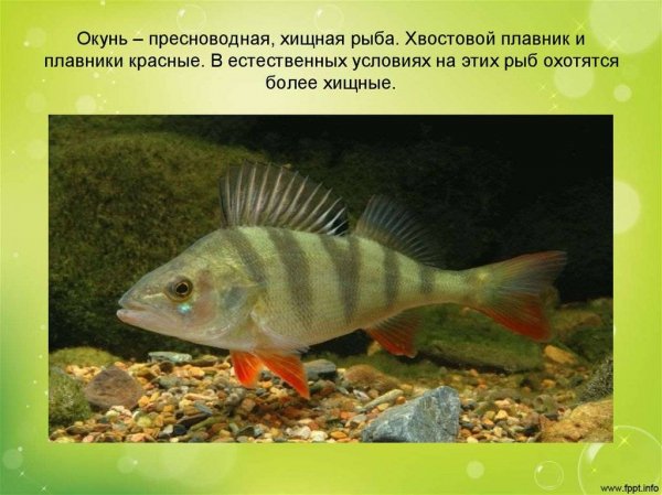 Окунь