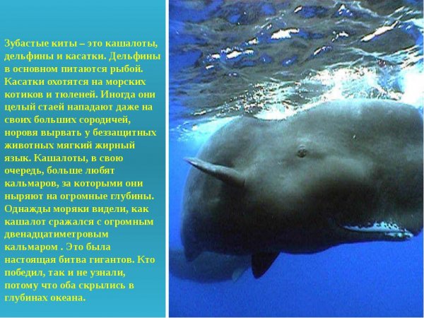 Зубастые киты