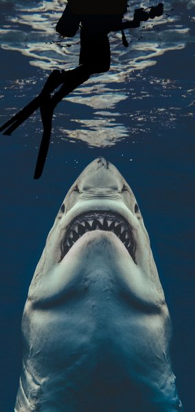 Er-great-white-ocean-oneplus-shark-water