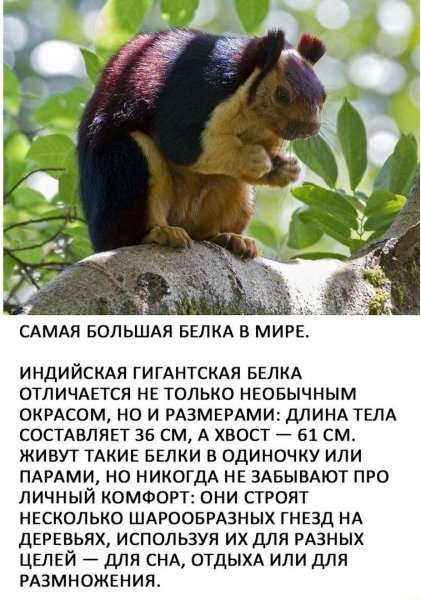 Ратуфа
