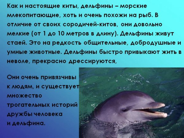 Дельфины
