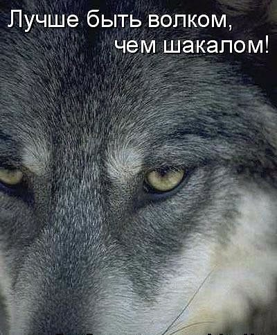 Лучше быть волком