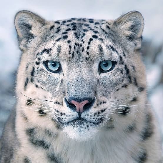 animalateh CKhZCbBAqGl
