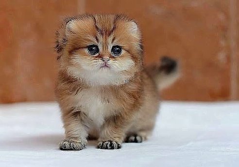 котя