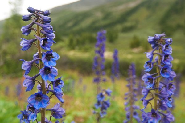 Zhivokost-vysokaya-1