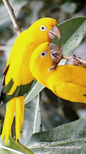 попугаи 153556