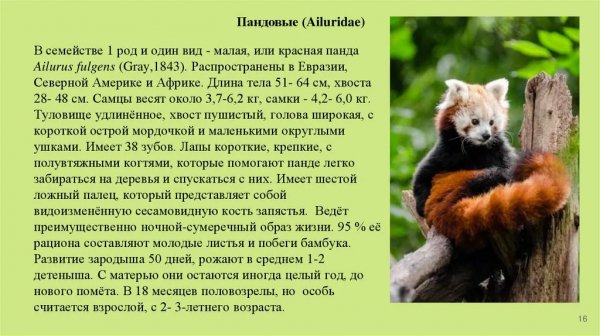 Пандовые