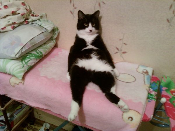 сидит на попе