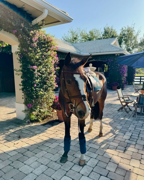MEDIA # OF HORSE