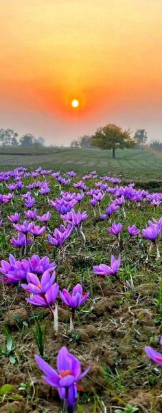 Подснежники