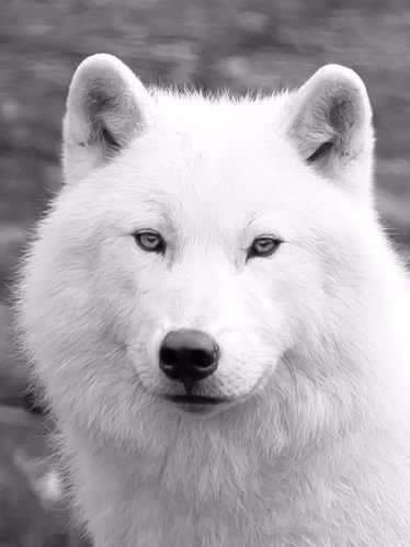 Белый волк