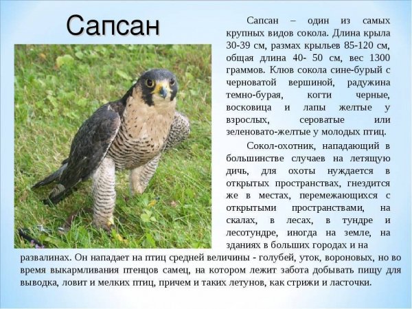 Сапсан