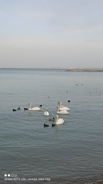 Анапа. Лебеди на галечном пляже