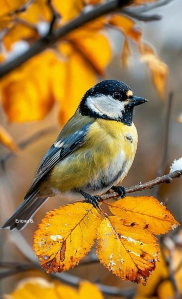 Синица на ветке