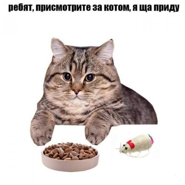Samyh-umoritelnyh-memov-s-kommentarijami-iz-socsetej-5