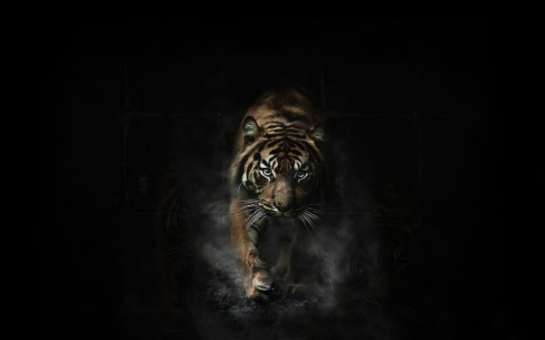 tiger-artwork