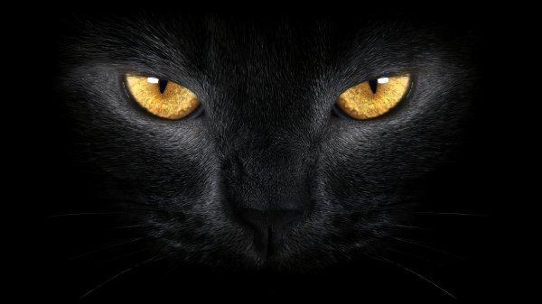 Black-cat-yellow-eyes-4k 911@5@m