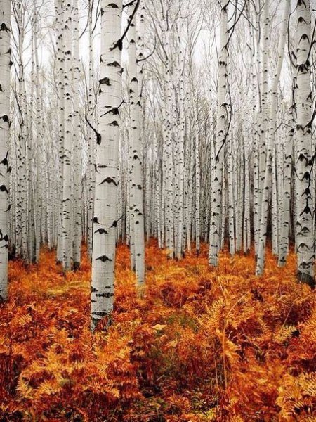 Березовая роща