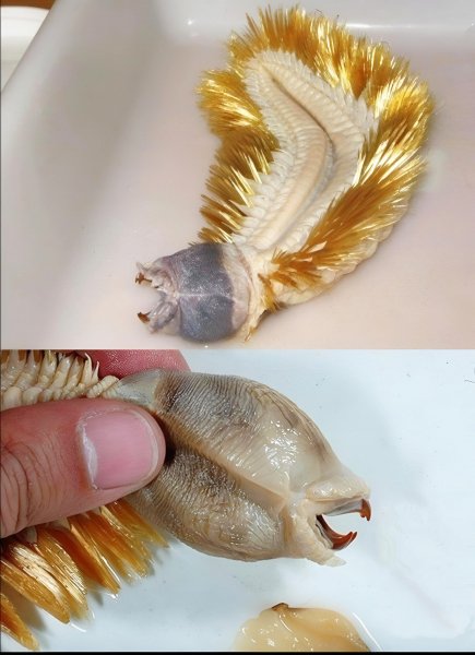 Антарктический Водяной червь!