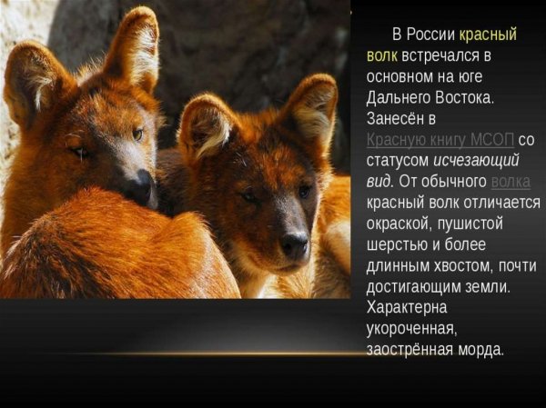 Красный волк