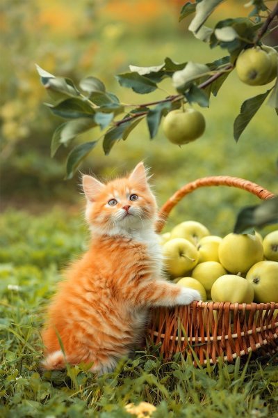 Bc15906345bfb6d47b003a559f245715