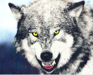 angry-wolf-tumblr