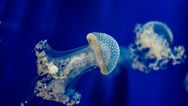 Meduza podvodnyj mir more 93644 1600x900