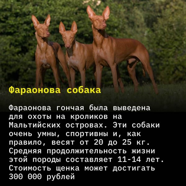 Фараонова собака