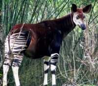 Okapi1s