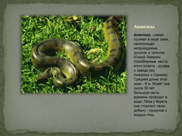 Анаконда