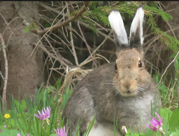 Алтайский Заяц
