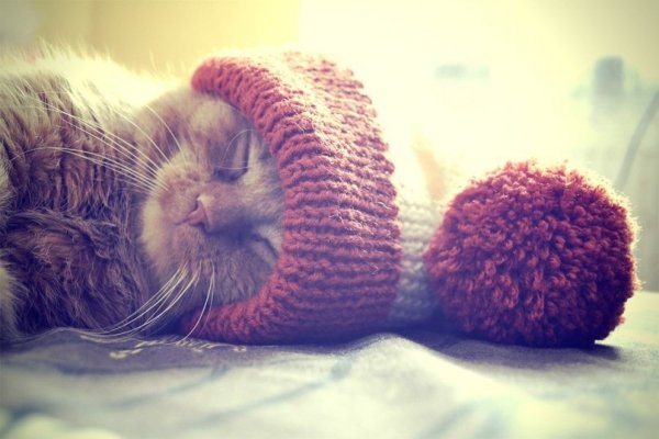 котэ в шапке