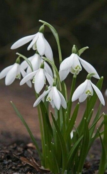 Подснежники