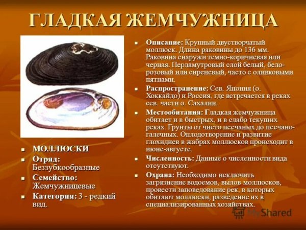 Гладкая жемчужница