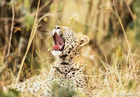 леопард 081654