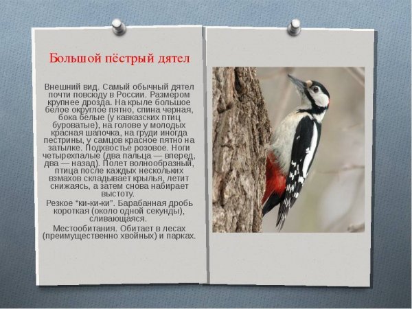 Большой пёстрый дятел