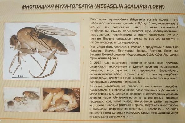 Многоядная муха - горбатка