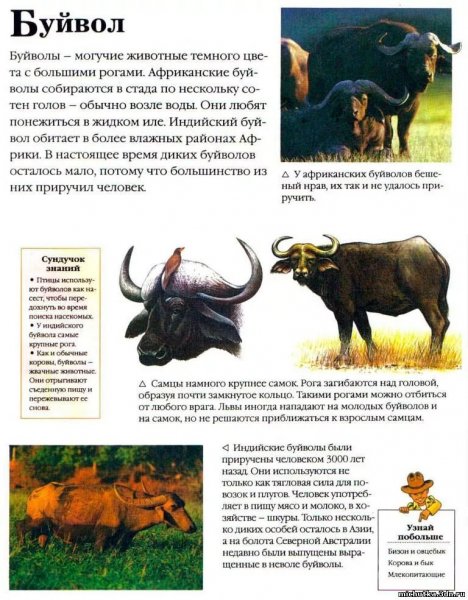 Буйвол