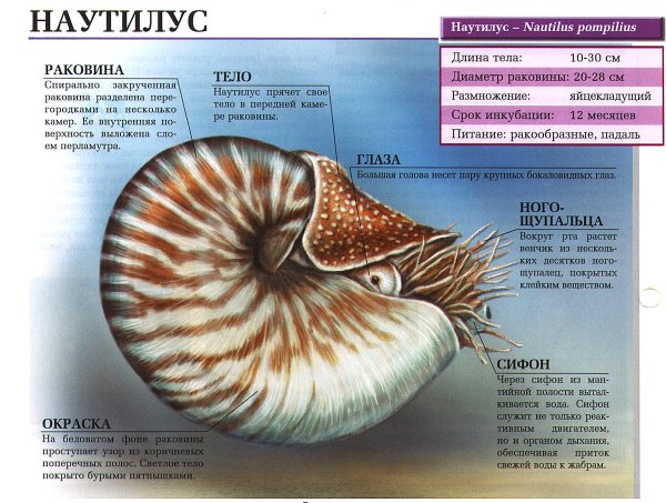 Наутилус