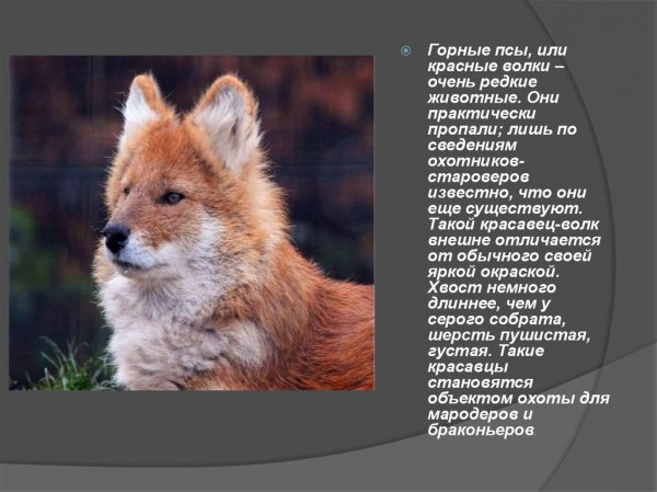 Красные волки