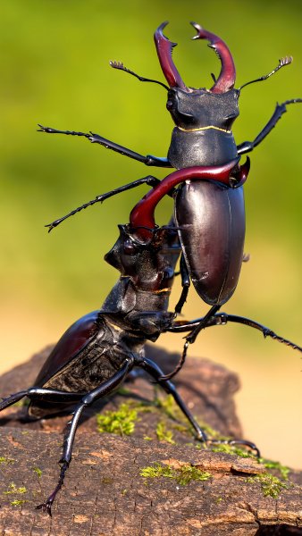 Битва жуков Оленей